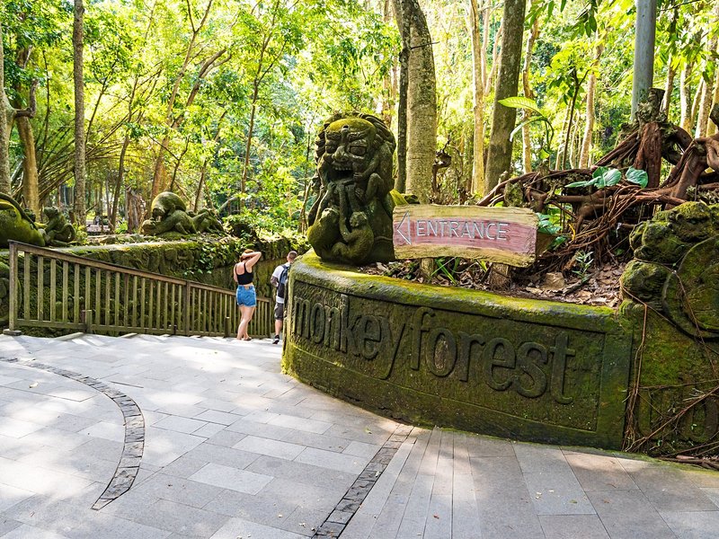 La forêt des singes