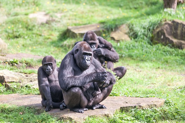 Le parc national de la Léfini et de Lesio-Louna