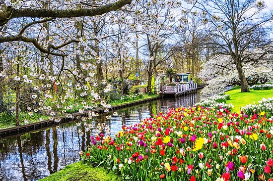 Keukenhof et les champs de tulipes