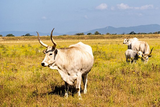 Le Parco Naturale della Maremma