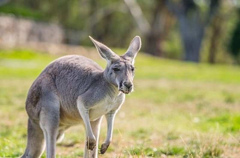Rencontrer la faune australienne