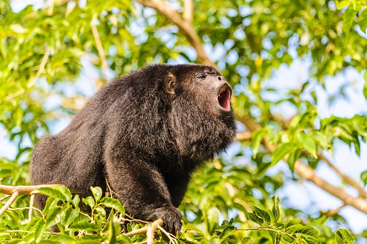 Les singes hurleurs