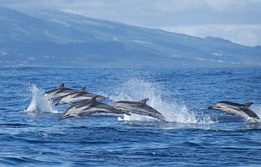 Dauphins des Açores 