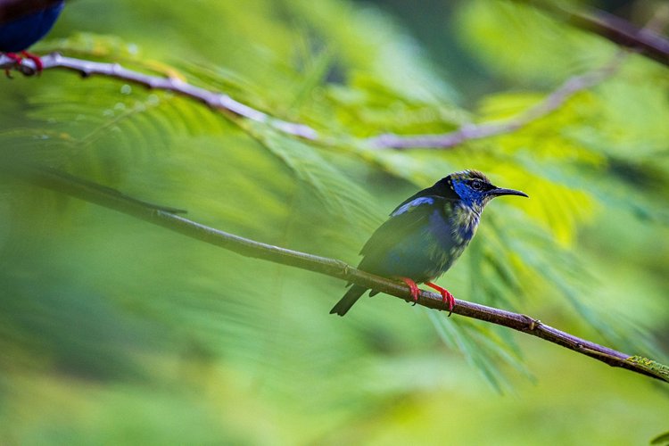 Parc national du volcan Arenal - Costa Rica 2