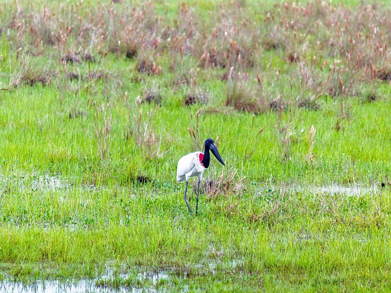 Safari dans les Llanos