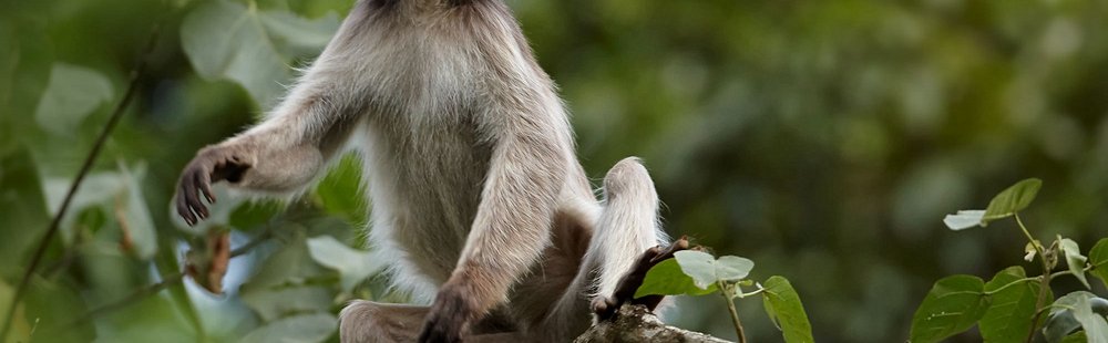 Parc national de Kibale