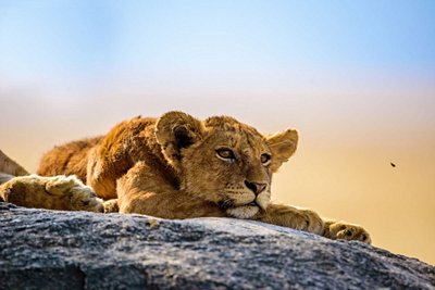 Serengeti