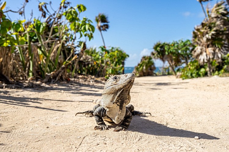 Les ruines de Tulum 3