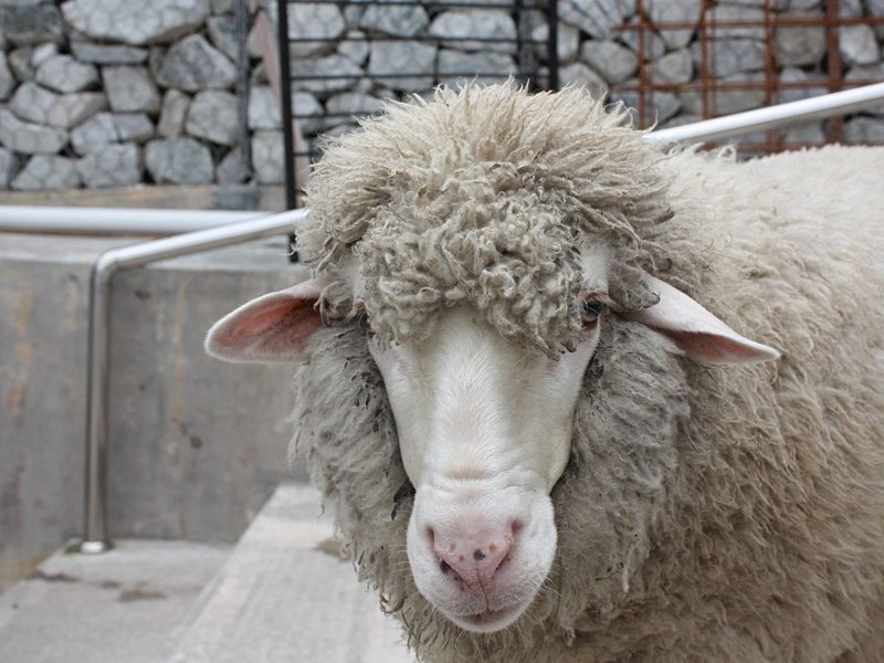 Kea Farm