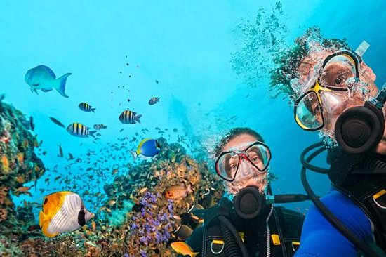 Plonger avec les poissons tropicaux