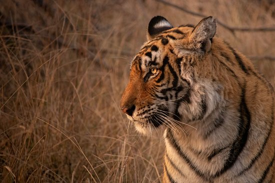 Parc national de Ranthambore