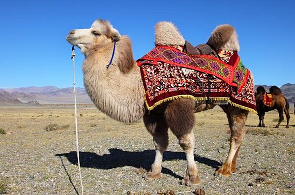 Balade à chameaux dans le désert
