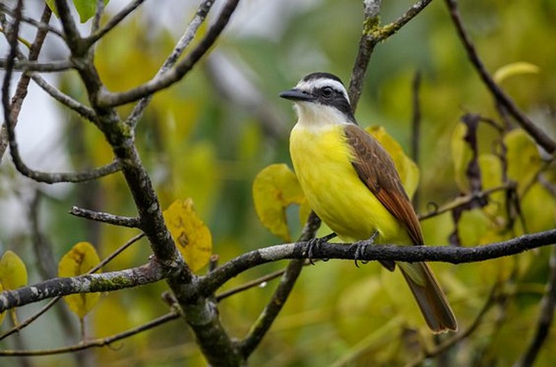 Observer les oiseaux