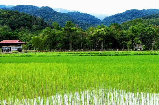 Les Kelabit Highlands