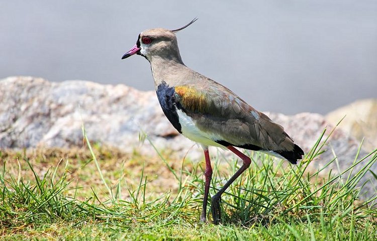 L'oiseau Vanneau téro