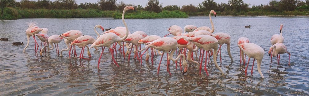 Le parc ornithologique de Pont de Gau