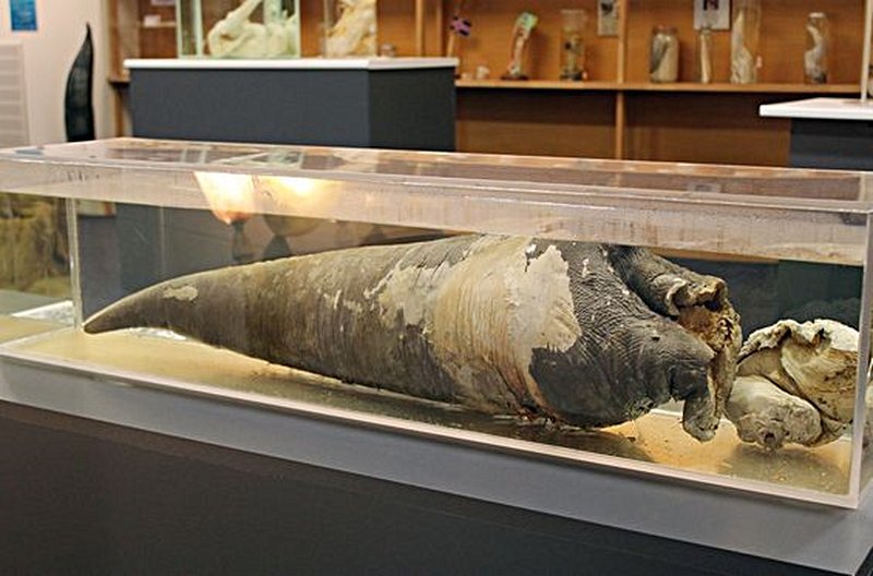 Visiter le musée phallologique de Reykjavik