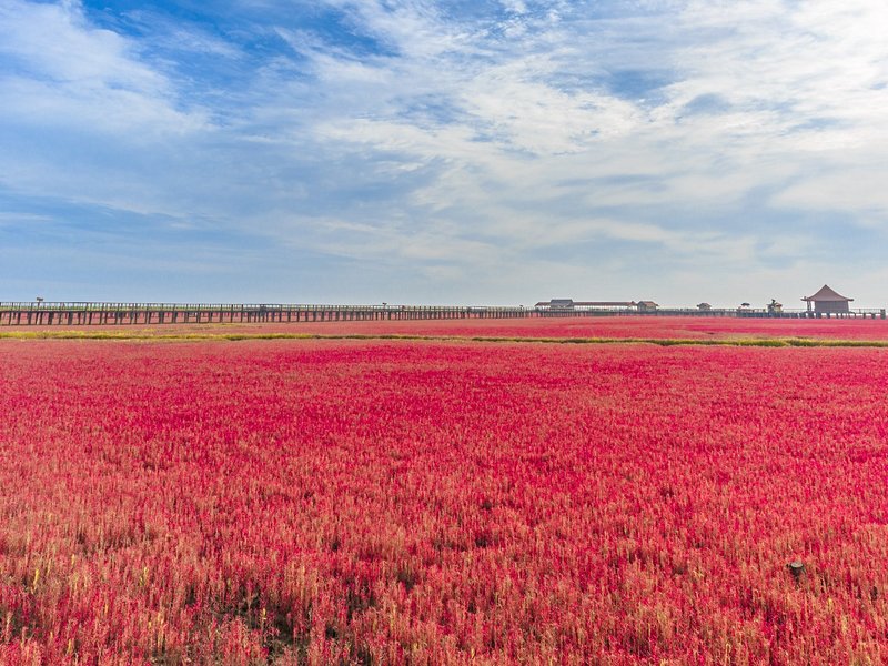 Plage rouge de Panjin