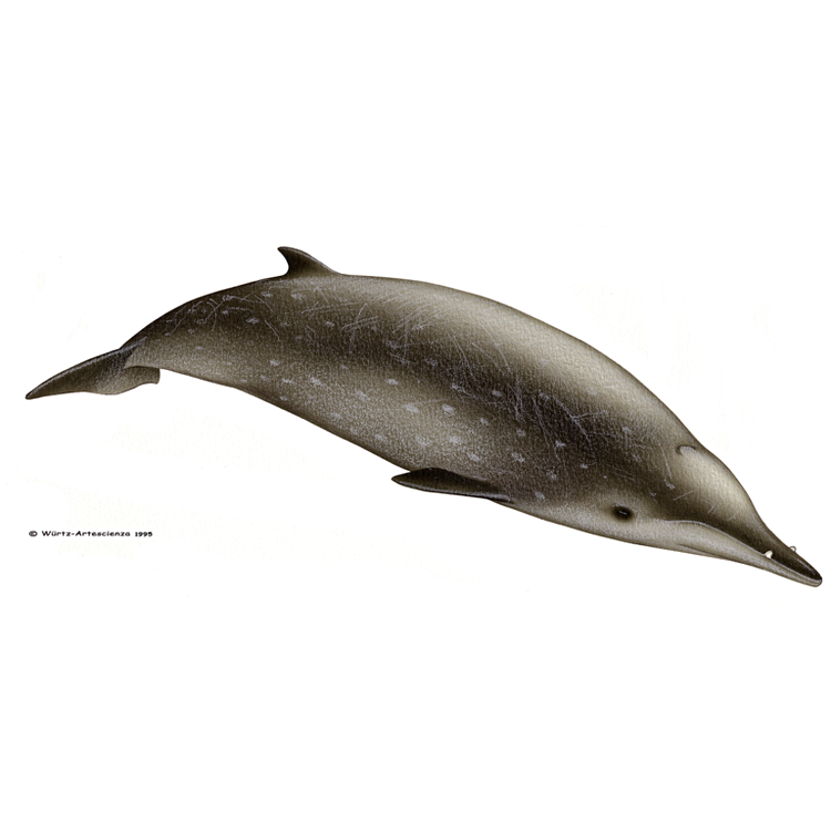 LE MÉSOPLODONS : Mésoplodon de Sowerby