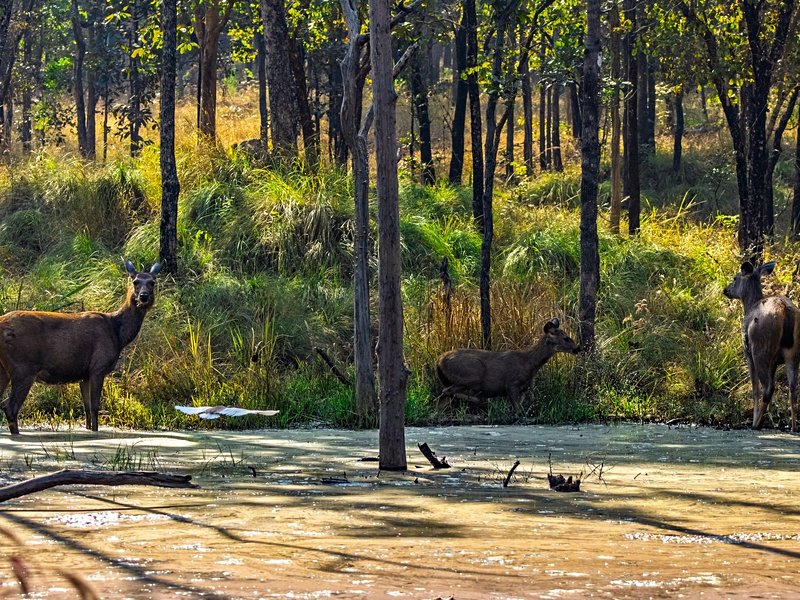 Parc national de Pench