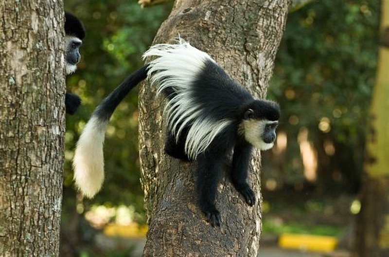 Soutenir la conservation des singes colobus
