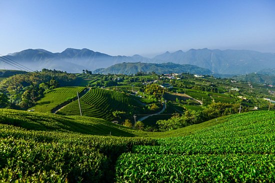 Montagnes de thé du comté de Chiayi