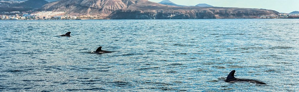 Voir les baleines et les dauphins en voilier