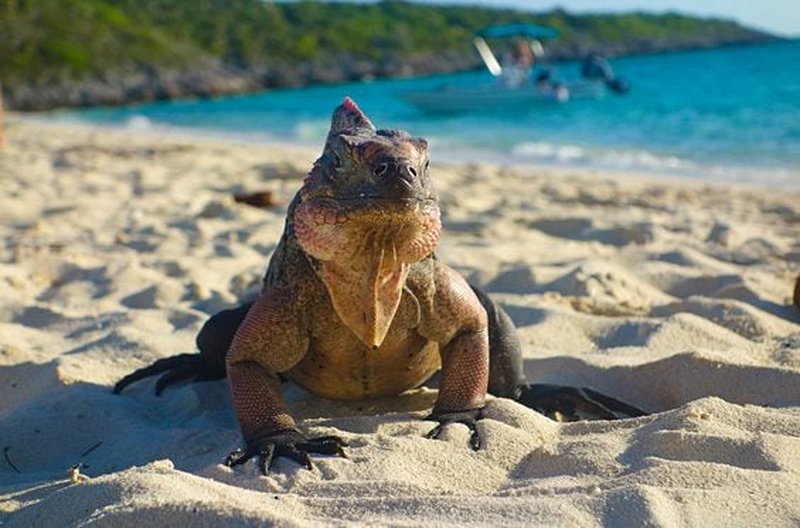 Partir en excursion en bateau dans les Exuma Cays