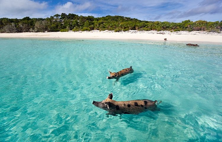 L'île aux cochons