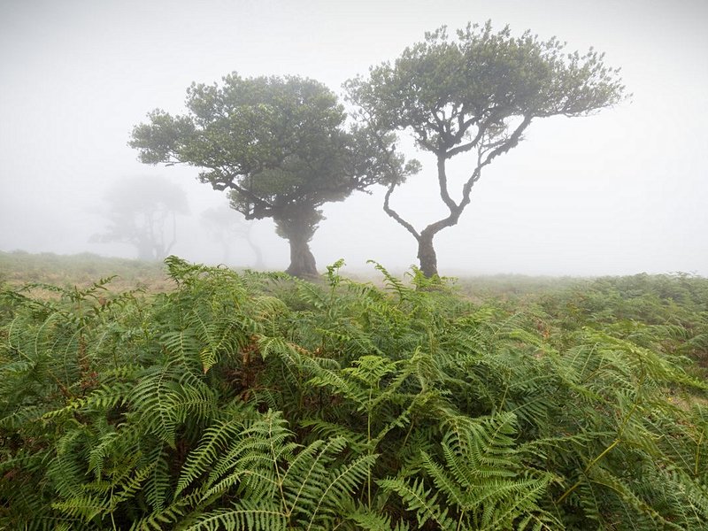 Forêt primaire de Fanal