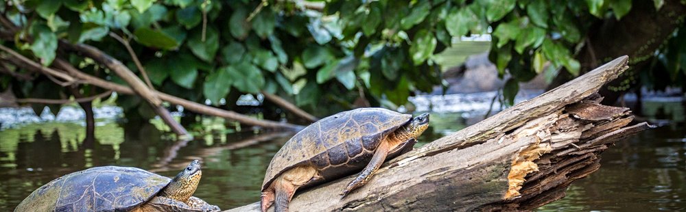 Parc national Tortuguero