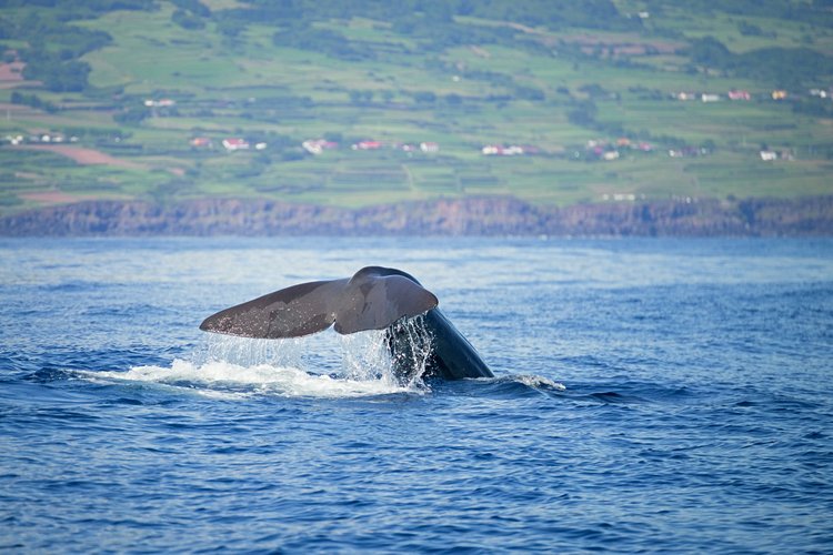 Peut-on voir des baleines aux Açores ?