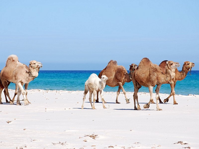 Les plages de Kélibia