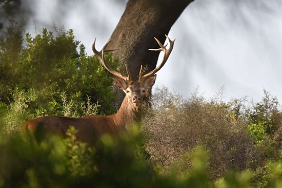Parc naturel Los Alcornocales