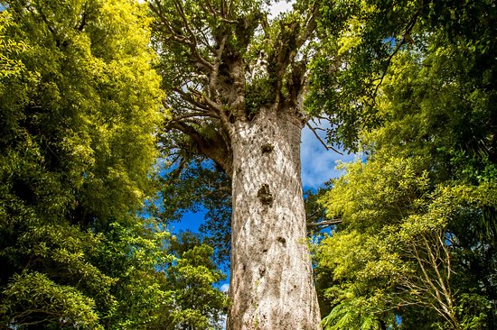 Forêt de Waipoua