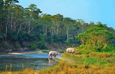 Rhinocéros du parc national de Chitwan