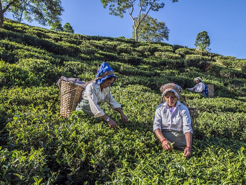 Darjeeling