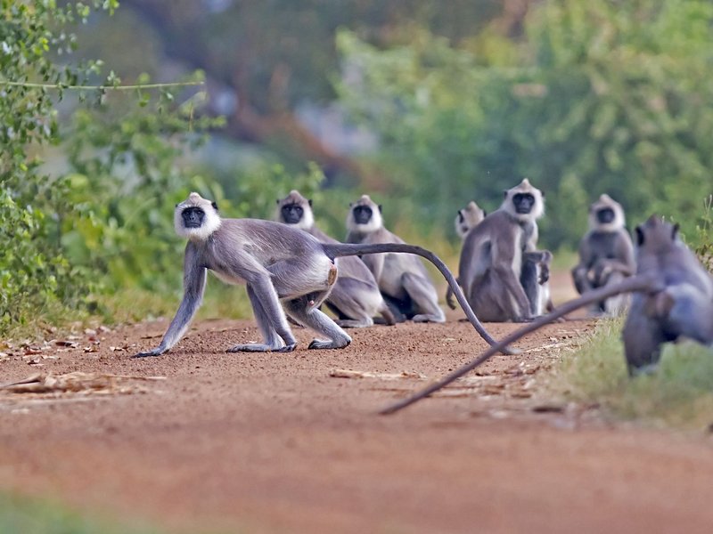 Parc national de Wilpattu