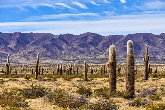 Parc national Los Cardones