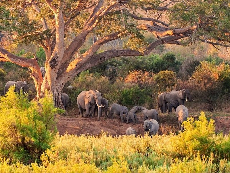Parc National Kruger