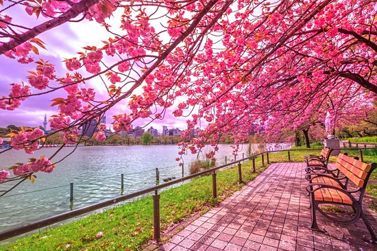 Le parc Ueno