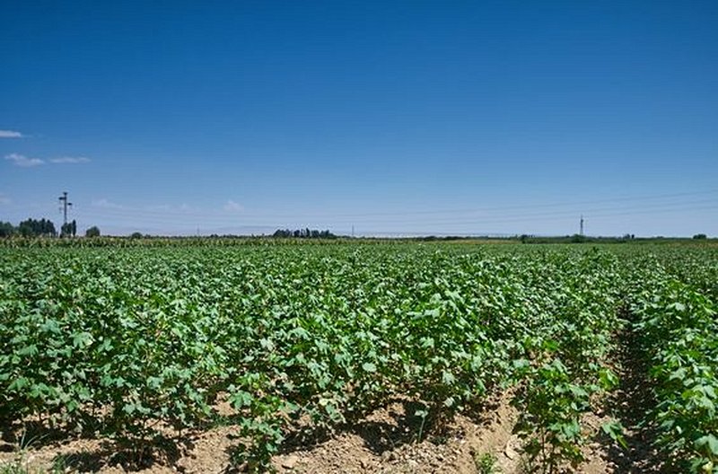 Goûter les saveurs de la vallée du Ferghana