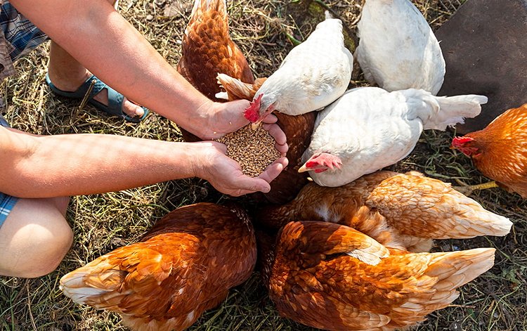 Adopter des poules, les reines de l’écologie