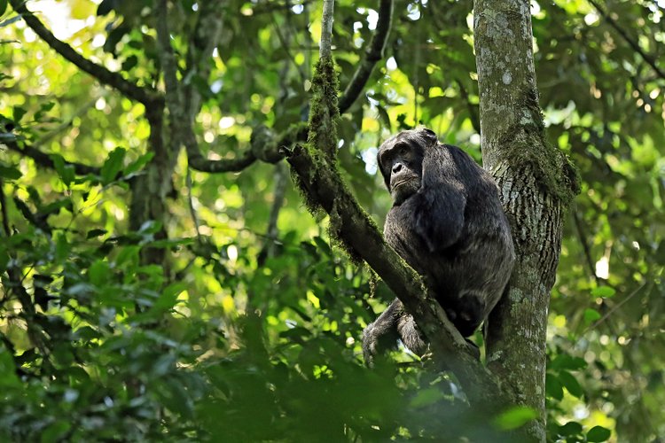 A la recherche des chimpanzés dans le Parc de Kibale 2