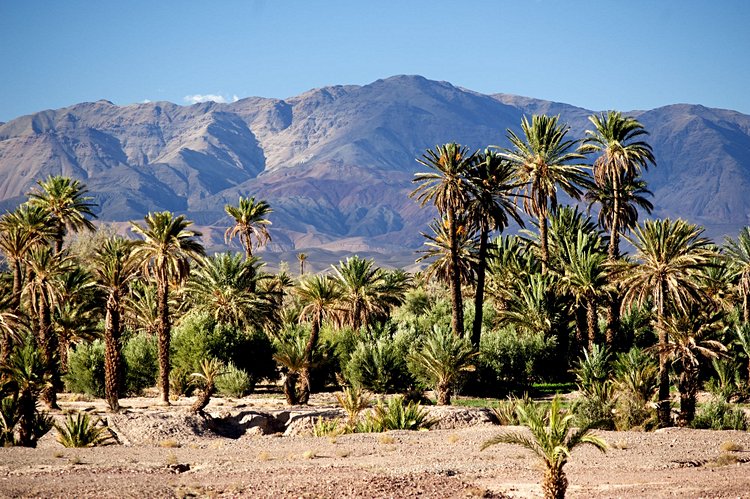 La palmeraie de Skoura