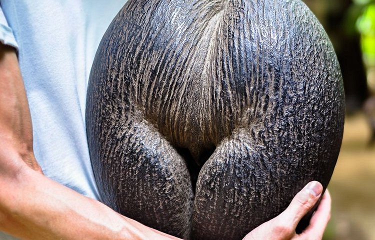Coco fesse