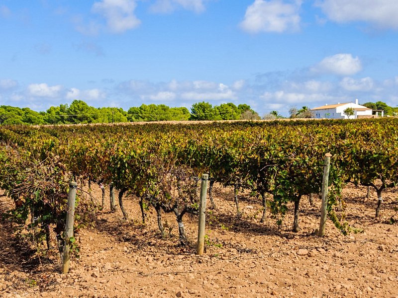 Visiter une cave à vins