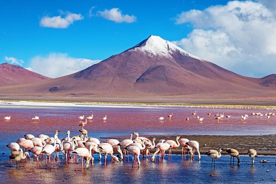 Laguna Colorada