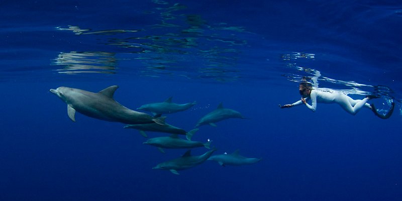 Observer la vie sous-marine en snorkeling