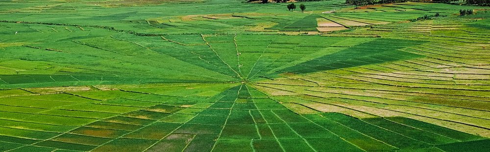 Les rizières de Cancar (Florès)